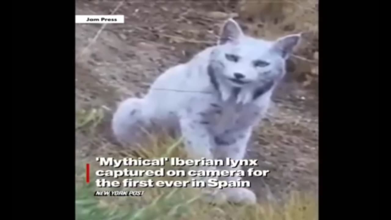 Strange Videos That Made Me Lose Sleep