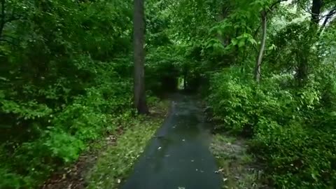 Ambient Rainfall – White Noise for Insomnia and Anxiety