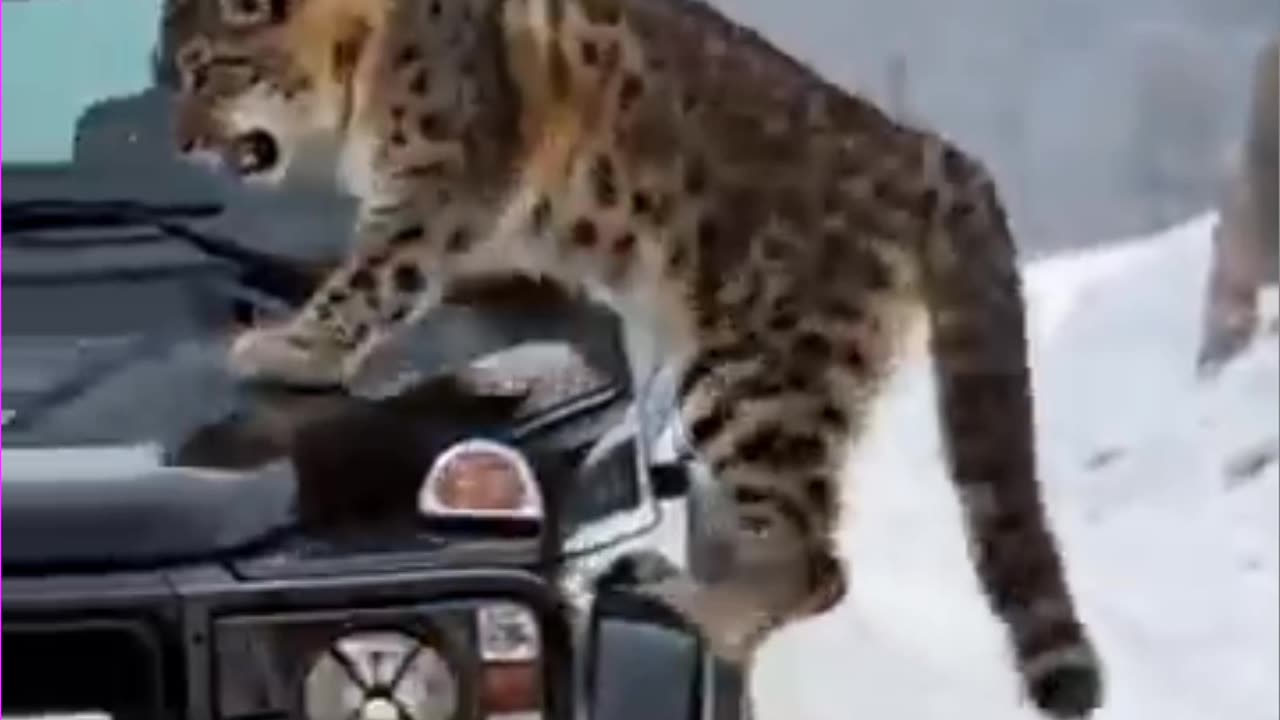 Mother Snow Leopard Saves Her Cub With The Help Of A Kind Guy
