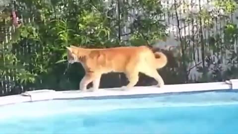 Cats VS. Water