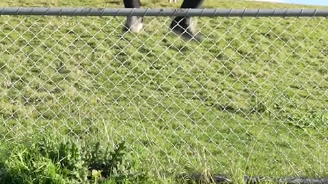 How animals cross the fence