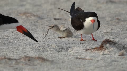 The Black Skimmer Song - A Music Video