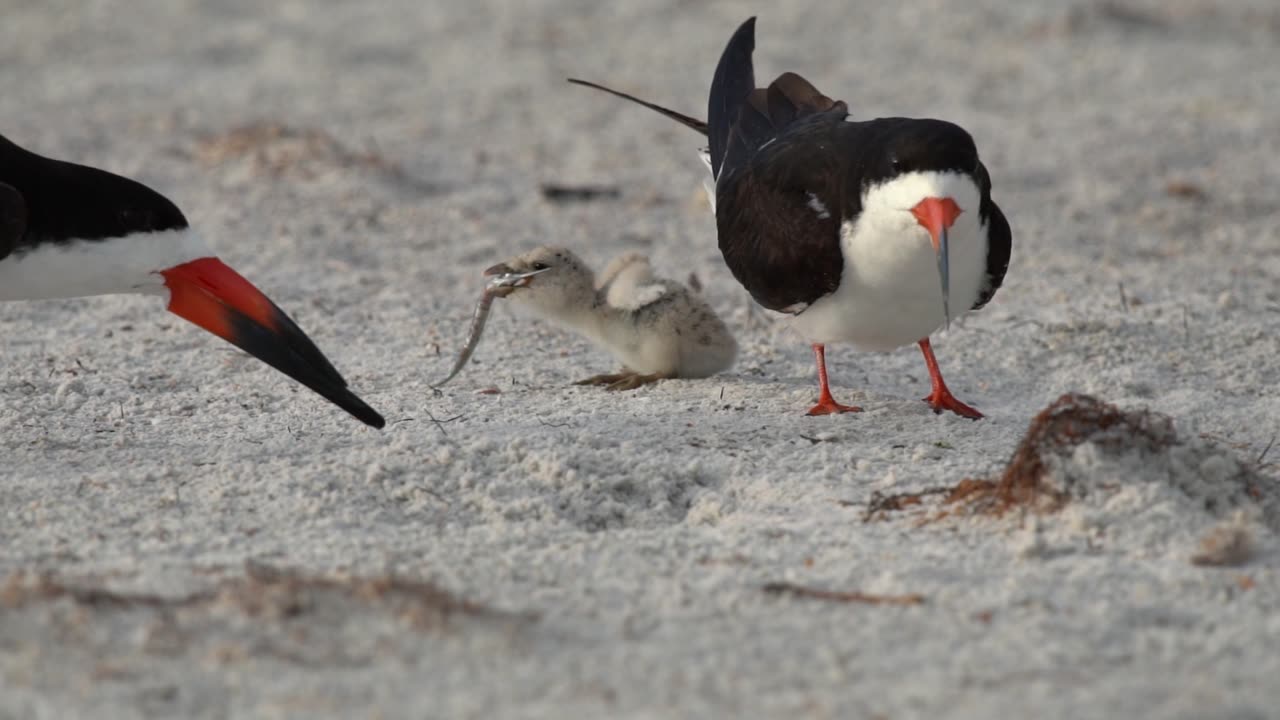 The Black Skimmer Song - A Music Video