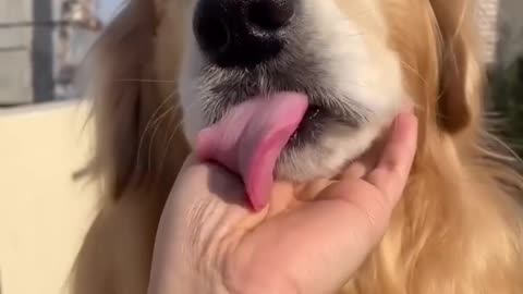 😂😹 Don't Laugh Challenge: Pet Edition 🐶🐾