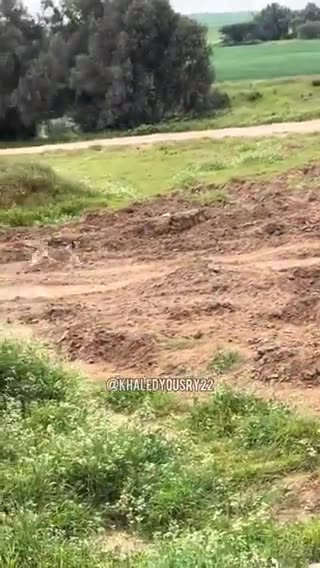 Israelis Torment Mother Dog