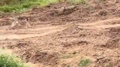 Israelis Torment Mother Dog