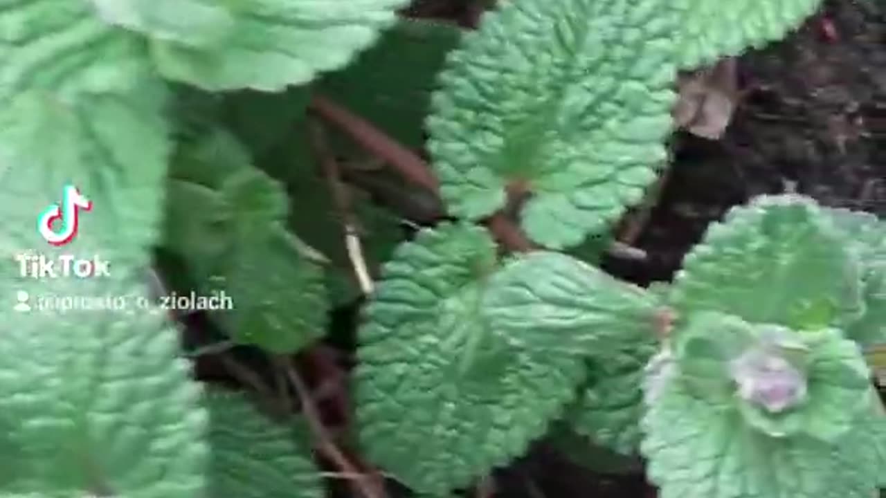 Kocimiętka