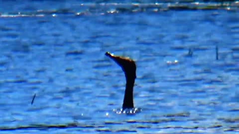 Cormorant