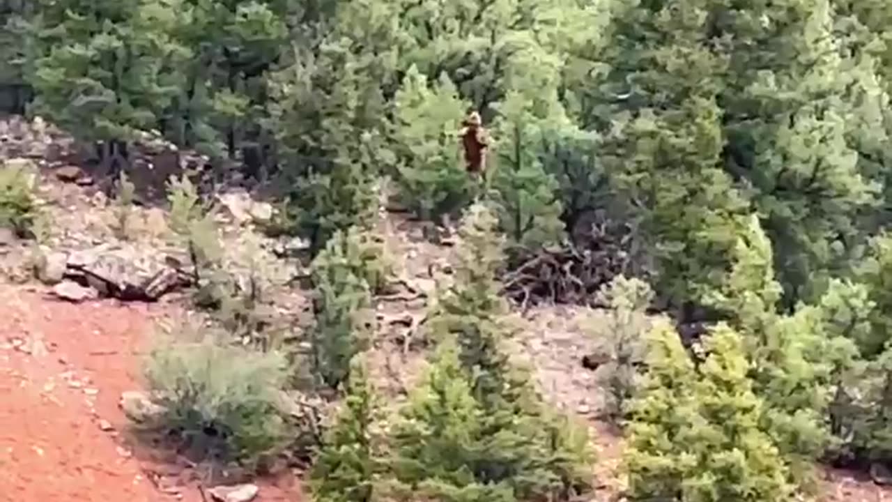 A new video of an alleged 'Bigfoot' on the upper Colorado River: 🧐