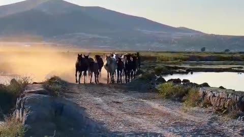 horse