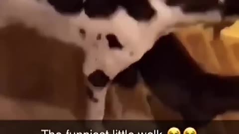 Dogs being naughty 3