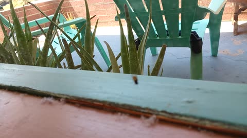 Aww! How cute! A fly with a cream colored tummy!