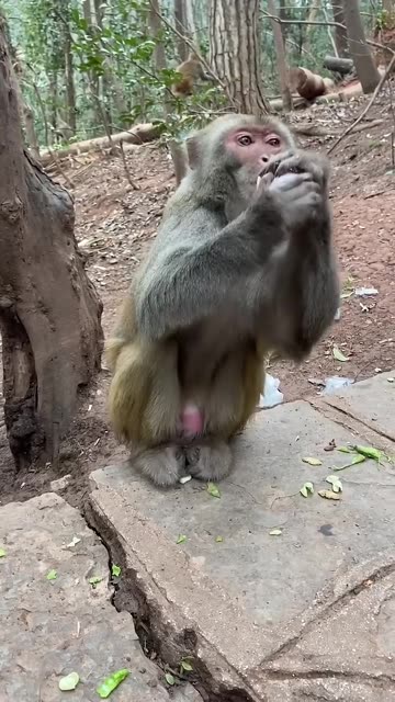 Funny Monkey 🐒🤭🤣