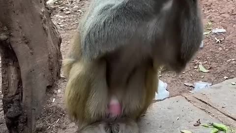 Funny Monkey 🐒🤭🤣