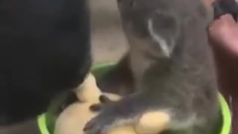 a baby koala being weighed with a toy