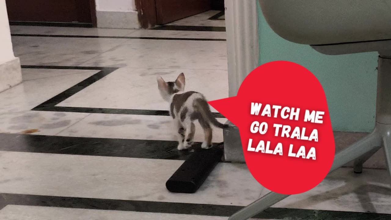 25th July Kitten Vlog, Alt walking away