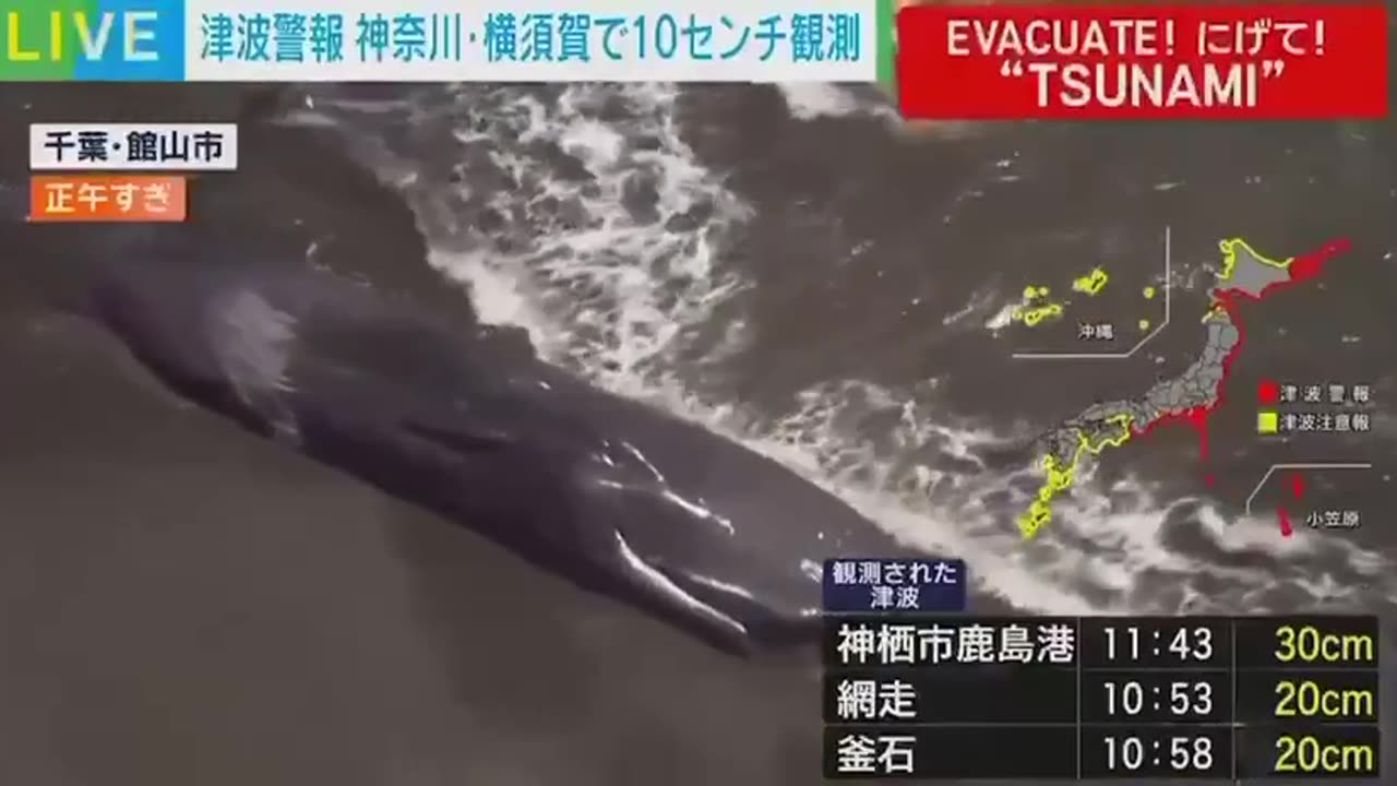 Dozens of Whales Wash Ashore in Japan During Tsunami/Earthquake