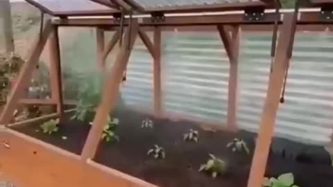 Original and unusual greenhouse idea