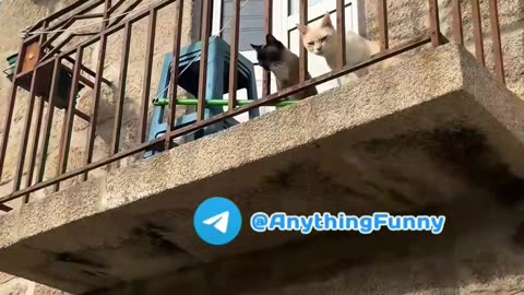 Trending Funny Video - Meow Meow Meow Meow Video