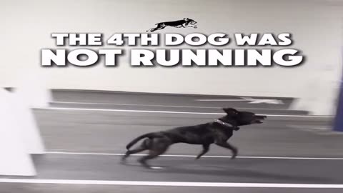 Flying K9?