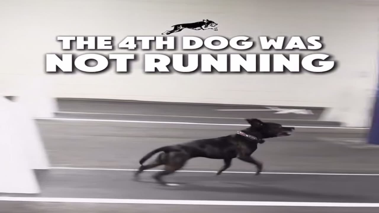 Flying K9?