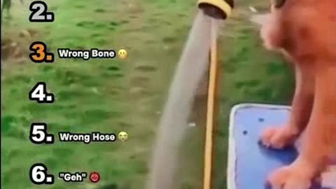 Ranking Most Random Animal Moments