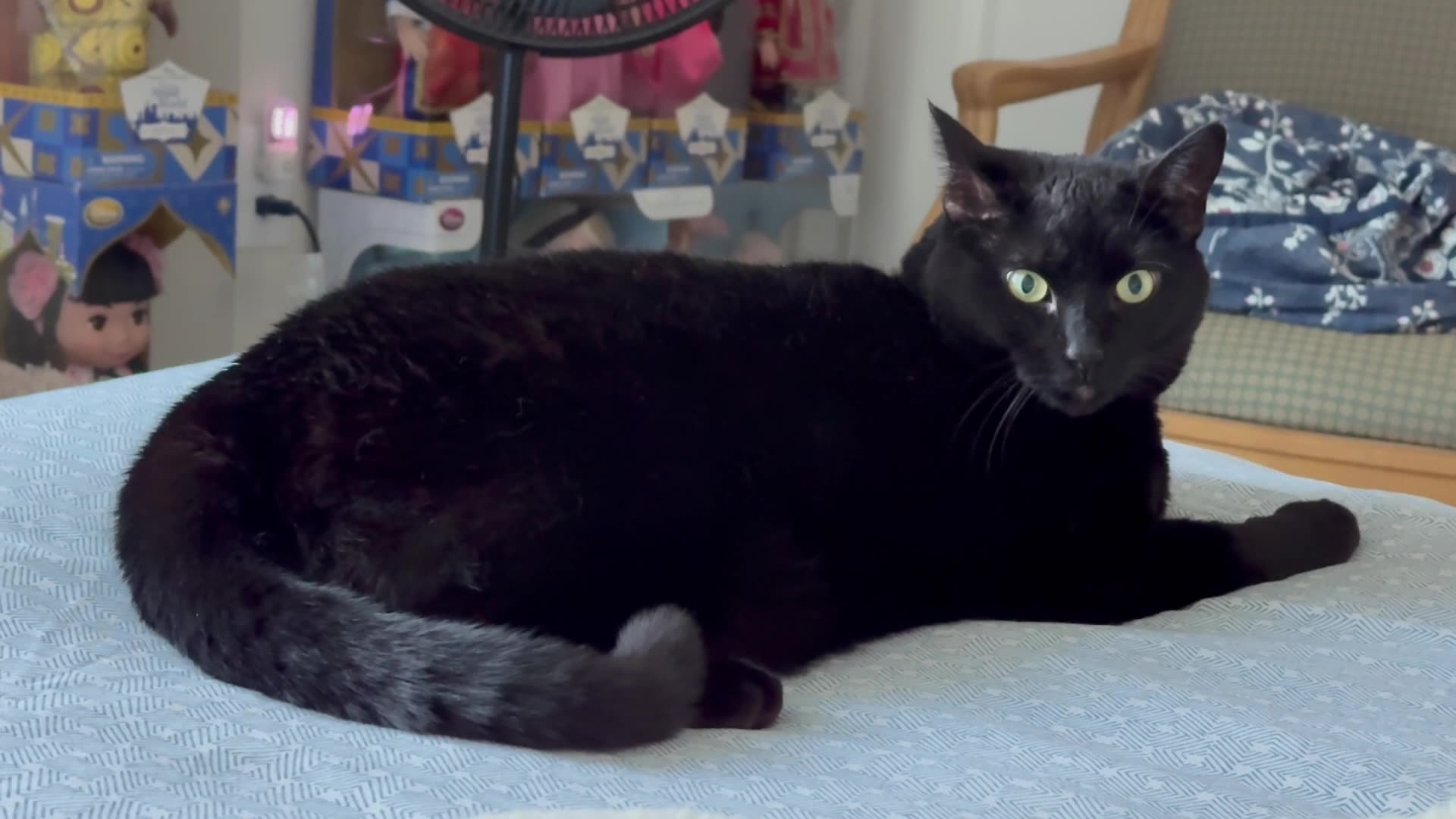 Cute Precious Piper is So Comforting to Look At - My Adopted Shelter Cat Vlog