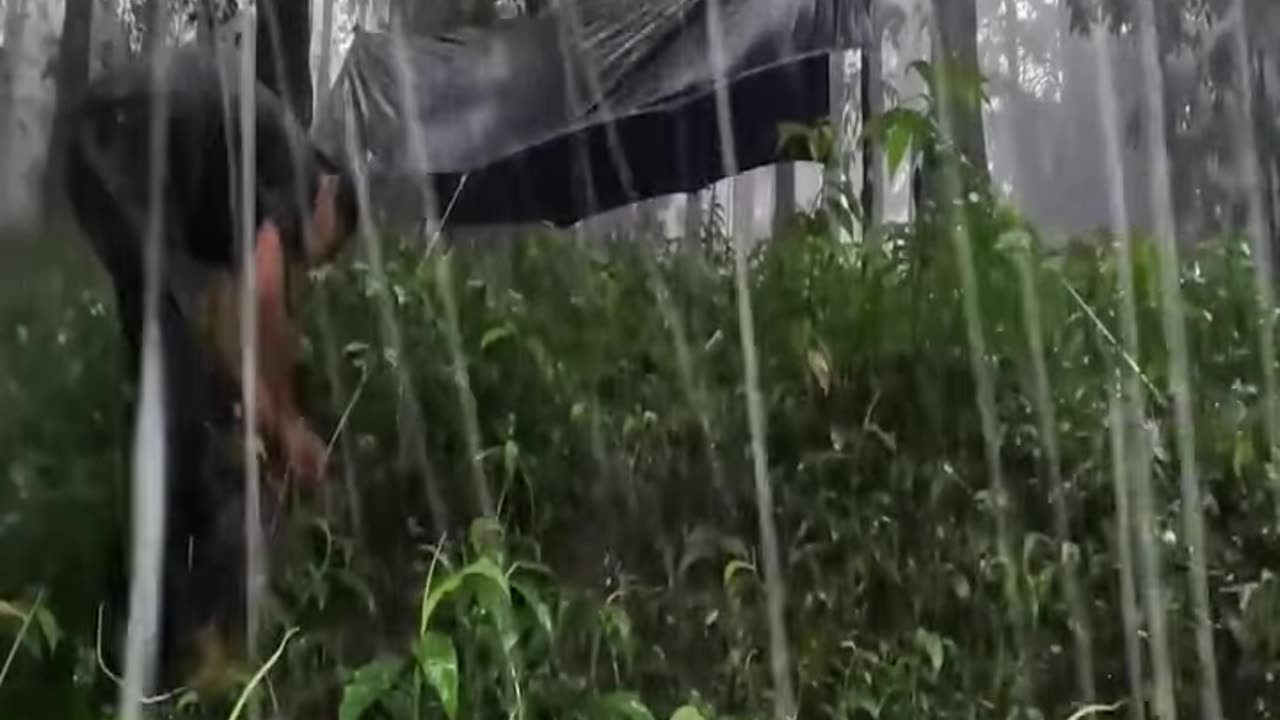SOLO CAMPING HEAVY RAIN AMAZING HIKING TROUGH THE FOREST SPENDING TIME WITH RAIN ASMR
