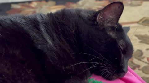 Cute Precious Piper Takes a Relaxing Nap - My Adopted Shelter Cat Vlog