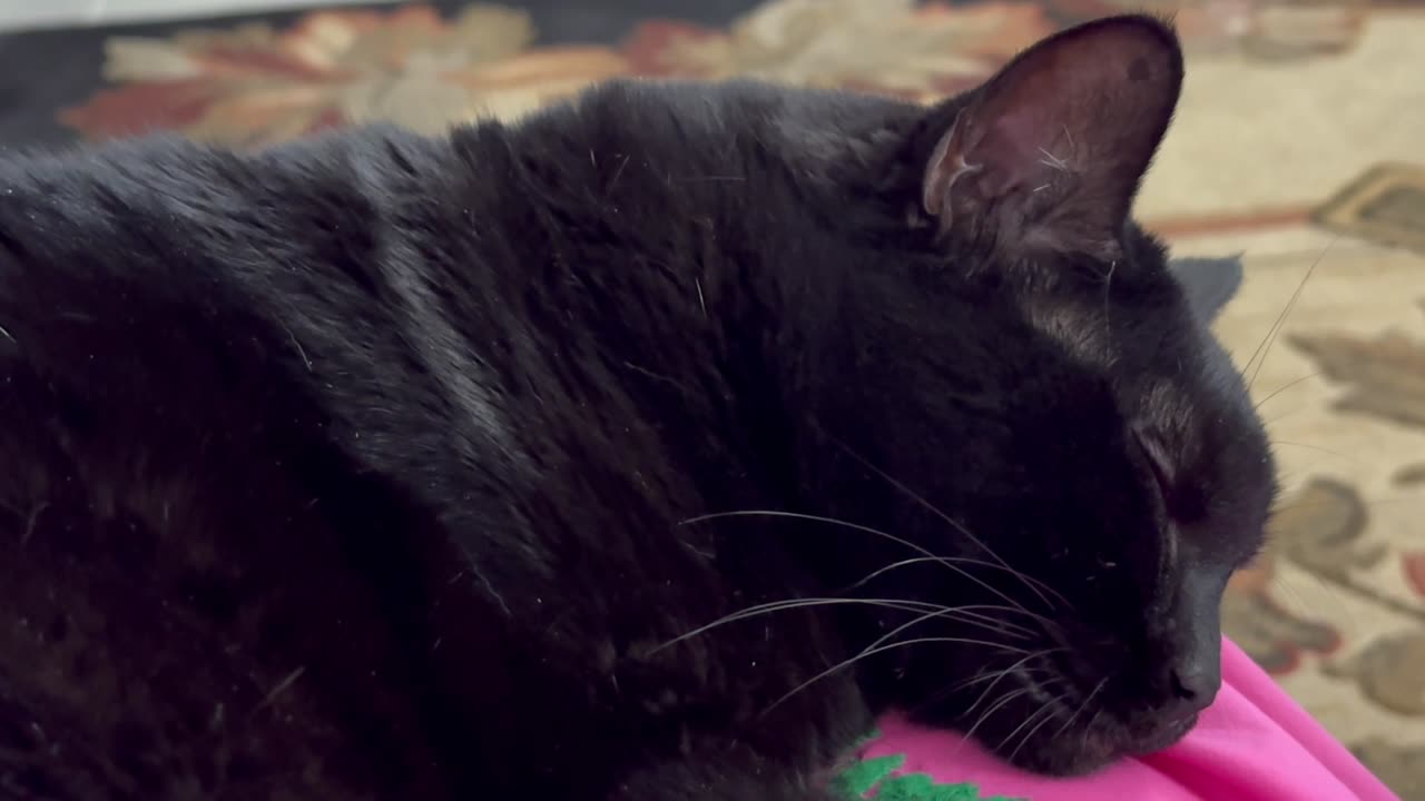 Cute Precious Piper Takes a Relaxing Nap - My Adopted Shelter Cat Vlog