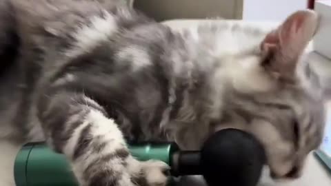 🤣🐾 You Won't Believe This Animal's Dance Moves! Push the Tempo | FunFM
