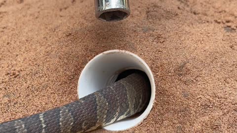 DIY Snake Trap using New scissors - Videos blog Reels |12