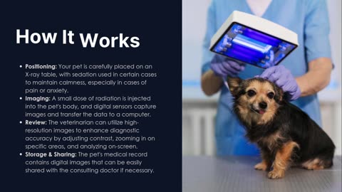 Why Choose a Clinic with Digital Radiology for Pets?