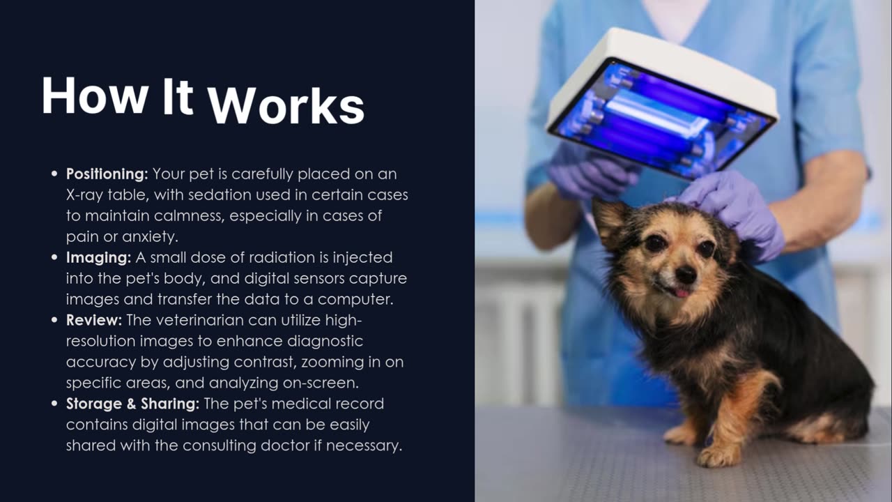 Why Choose a Clinic with Digital Radiology for Pets?