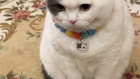 Beautifull Grumpy Gray and White Cat 🐱❤️