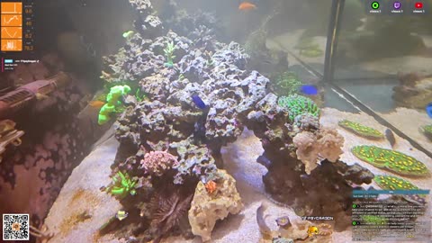 24/7 Real Live Reef Stream