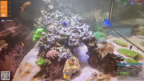 24/7 Real Live Reef Stream