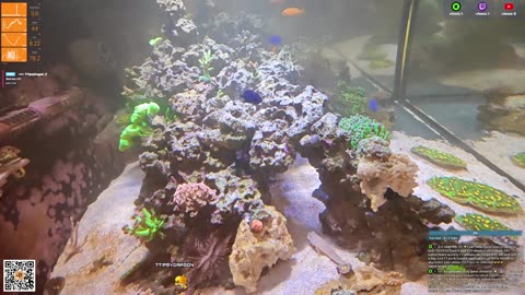 24/7 Real Live Reef Stream