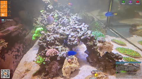 24/7 Real Live Reef Stream