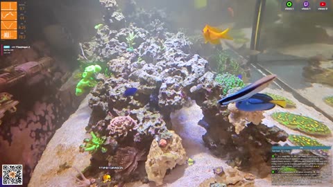 24/7 Real Live Reef Stream