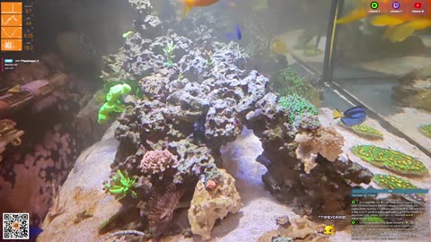 24/7 Real Live Reef Stream