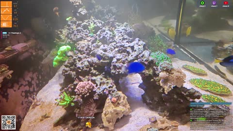 24/7 Real Live Reef Stream
