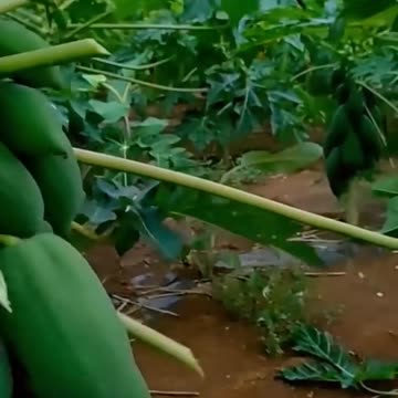 Harvest large papaya With new planting methods #shorts #farming #satisfying