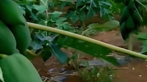 Harvest large papaya With new planting methods #shorts #farming #satisfying