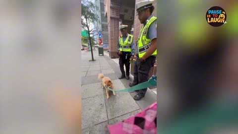 WARNING: Too Funny! 🐶💥 Dogs Doing Ridiculous Things!