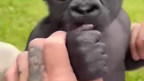 Majestic Growth of Wild Animals #funny #cute #animals