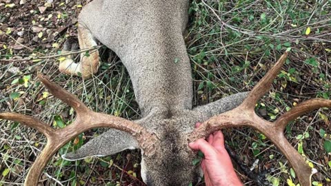 515 Yard Deer Hunt • 270 WSM • 110 Hammer Hunter