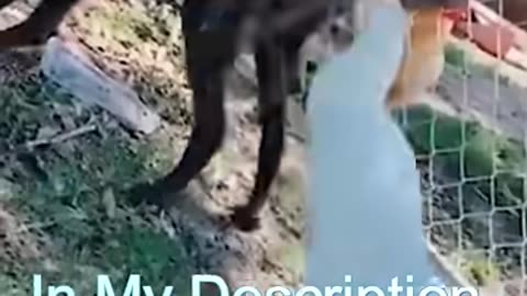 Best Funny Cat Videos _ Funniest Cats _ Funny Animal Videos _ Best Services _ _shorts _short