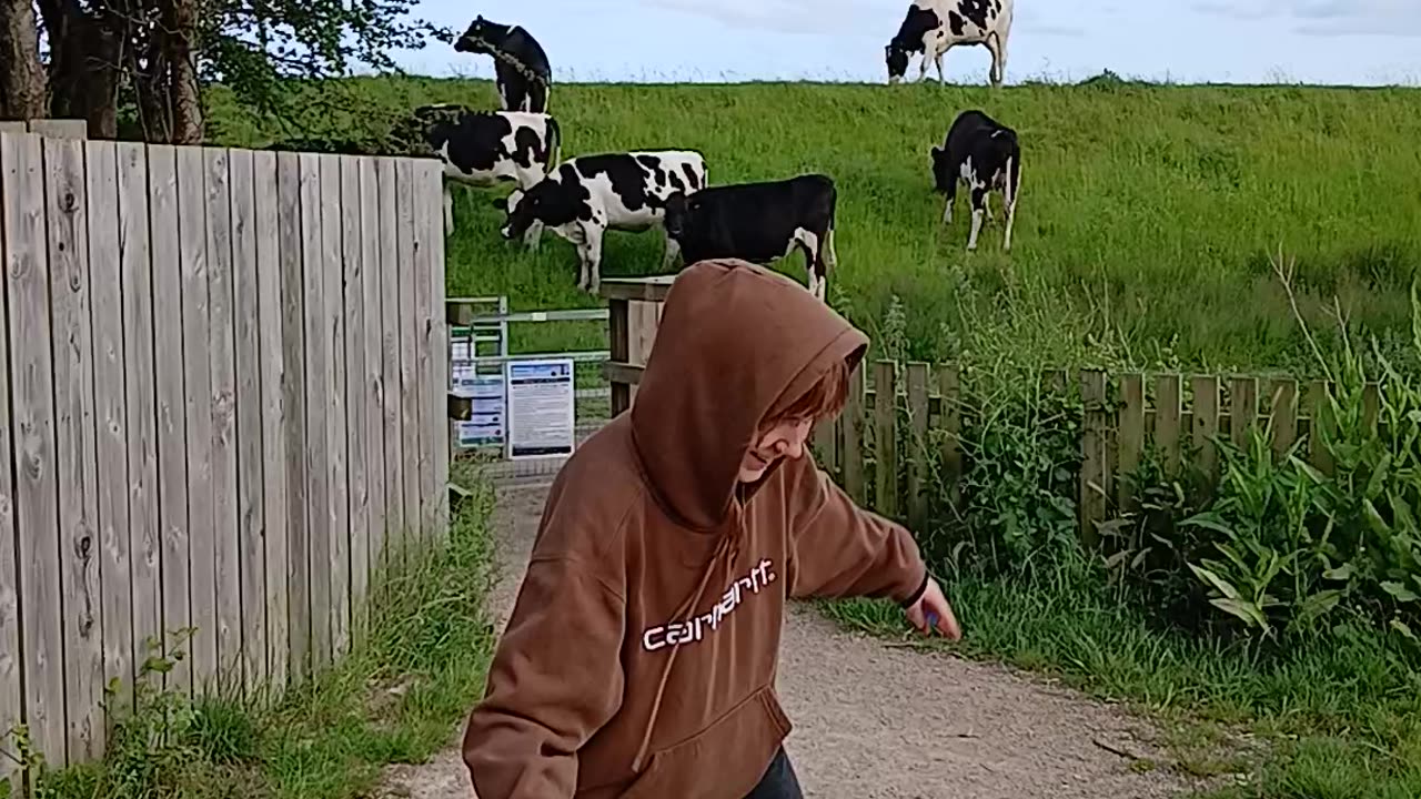 Cows sky floor floor sky cows