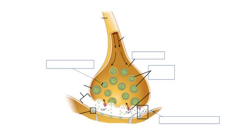 Practice identifying parts of a neuron
